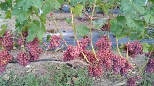 Виноград.Лора, Байконур, Маша, Эскалибур, Талдун на 10.08.22г. Краснодарский край Крымский р-н .