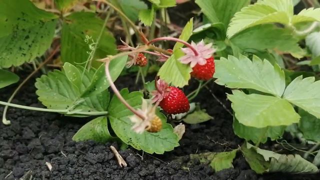 Каен жилэге