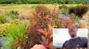 Пузыреплодник Диабло д’Ор, Леди ин ред и Андре в нашем маточнике в питомнике Лаванда