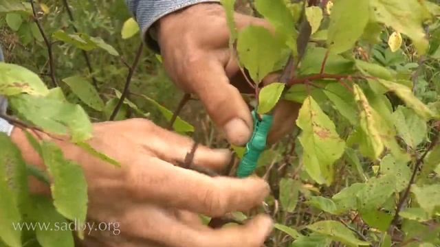Не забудьте ослабить обвязку на прививках. Уход за плодовыми деревьями осенью. © смотреть онлайн