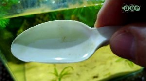 АКВАРИУМ БЕЗ ФИЛЬТРА, АЭРАЦИИ,  ОБОГРЕВАТЕЛЯ И ПОДМЕН!