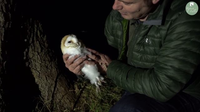 How I Rescued a Barn Owl After a Tawny Owl Attack | Rescued & Returned to the Wild | Robert E Fulle смотреть онлайн