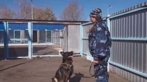 Знания о тактике и технике работы с собакой по следу, получили кинологи города
