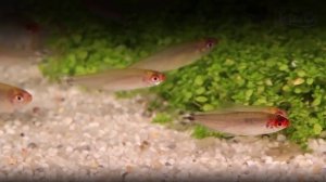 Tetra algizit. Препараты для борьбы с водорослями