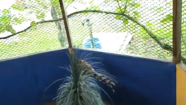 ФАЗАН ХЬЮМА, SYRMATICUS HUMIAE смотреть онлайн