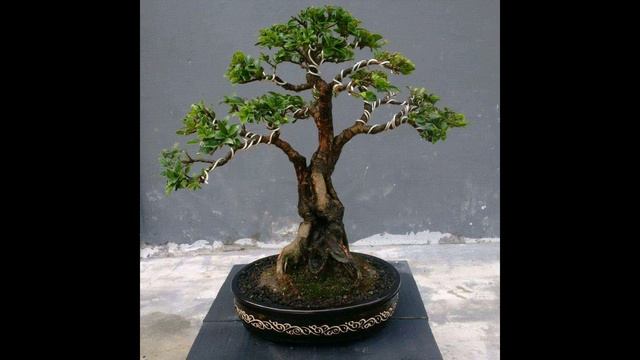 Bonsai Ficus Elegan (ficus compacta) Juara bonsai mahal смотреть онлайн