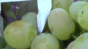 Виноград Богатяновский