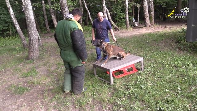 Малинуа Фокс, охрана вещи, стол и кость, эксперимент смотреть онлайн