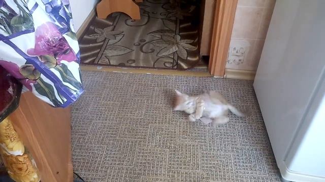 Кот Кузя.. смотреть онлайн