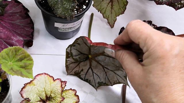 Бегонии на заказ. #комнатныерастения #бегонии #комнатныецветы #растения #домашниерастения смотреть онлайн