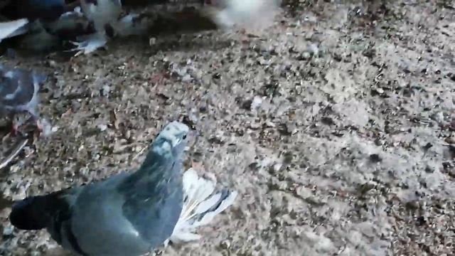 Бакинские бойные (мраморные, Агбаши), северокавказкие и моздокские голуби смотреть онлайн