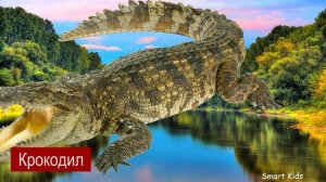 Животные для детей часть 9 | Учим названия и звуки Животных | Как Говорят Животные