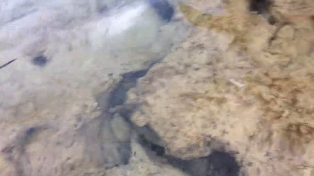 Ядовитые рыбы Красного моря смотреть онлайн
