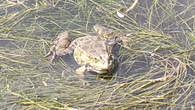 самый громкий голос, лягушка смотреть онлайн