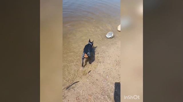 С собачкой на реке Неман. смотреть онлайн