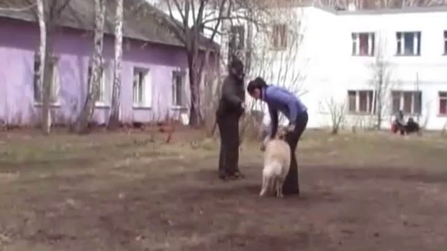 Ховаварт Вишенка (Hovavart VISHENKA vom Klinov Hof, 6M) смотреть онлайн