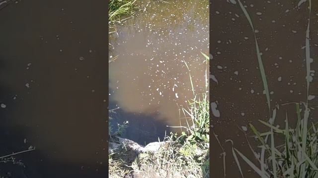 Лужа часть2