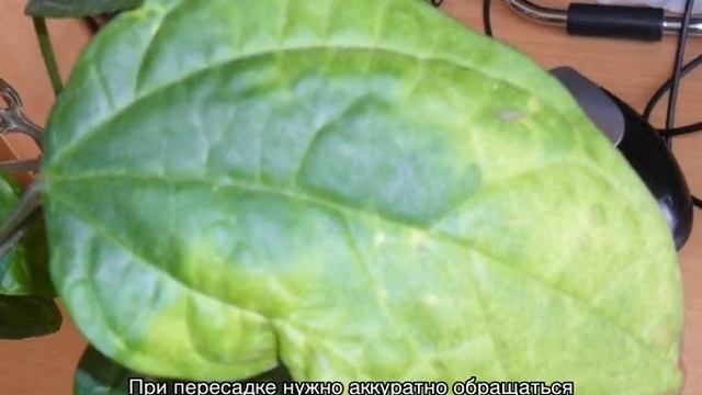 Клеродендрум — уход в домашних условиях и открытом грунте смотреть онлайн