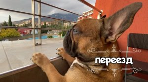 Большие перемены в жизни собаки. Смена обстановки/переезд