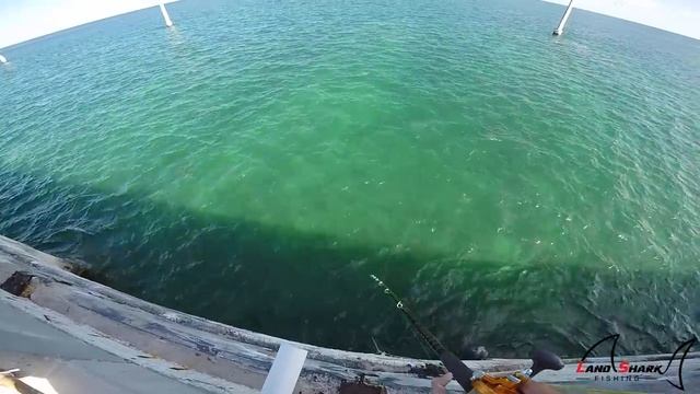 Absolute CHAOS!! EPIC Fishing FAIL With A HIGHLY PRIZED Game Fish смотреть онлайн