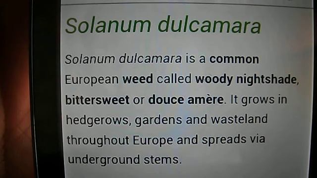 Ecology Experiment Pruning Solanum dulcamara Woody Nightshade part1 25July2014 DSCF5442 смотреть онлайн