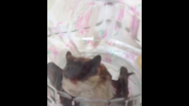В Чебоксарах летучая мышь залетела в квартиру жилого дома смотреть онлайн