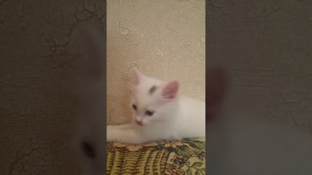 Последний день с котенком(отдаем в хорошие руки)