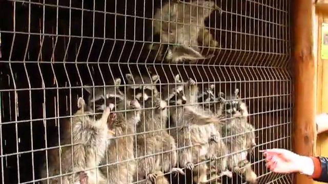 Банда енотов :) смотреть онлайн