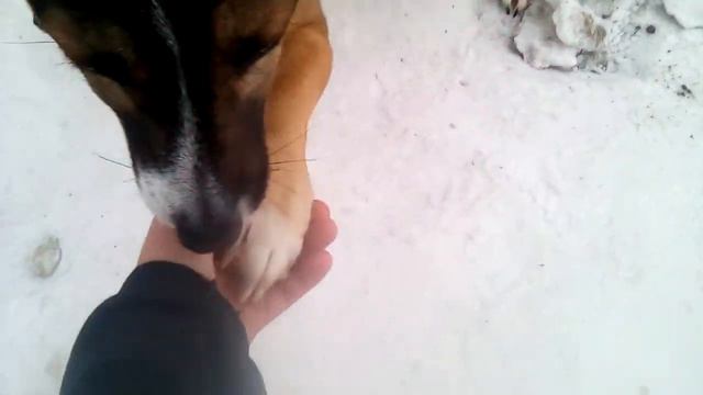 Обзор на дом Мухтара.. Сикретный вход в Мухтарин дом. Часть 1 смотреть онлайн