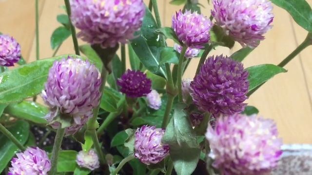 Gomphrena Globosa Flowers смотреть онлайн