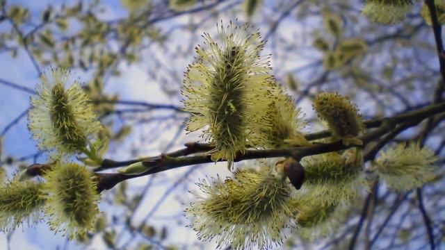 С Вербным воскресеньем смотреть онлайн