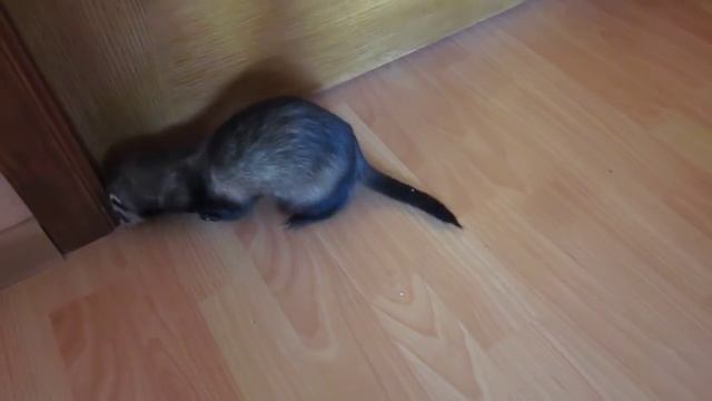 Хорек(фретка) смотреть онлайн