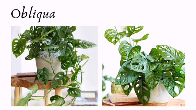 Get to know the #botanical names of your plants смотреть онлайн