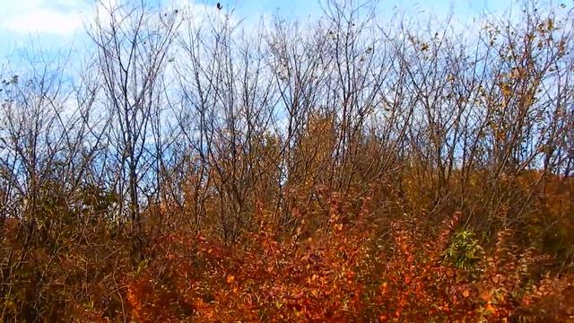 Посетили заброшенные дачи. Можжевельник казацкий. Краски осени. смотреть онлайн
