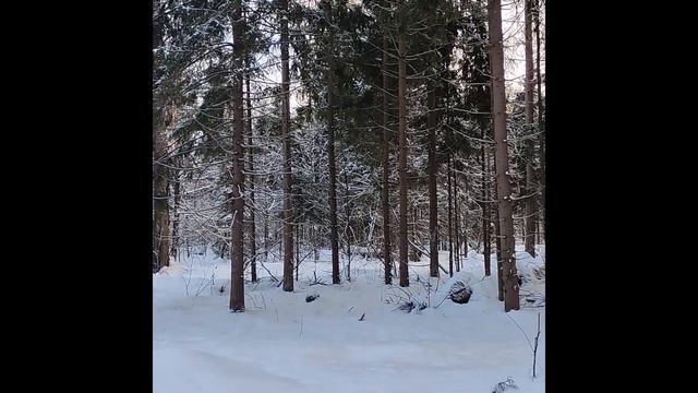 Кормим лосей в лесу