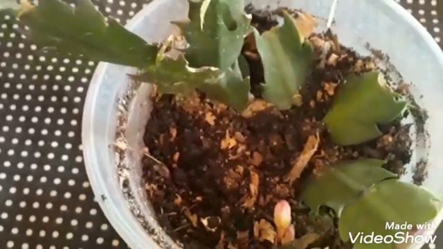 FLOR DE MAIO - Fazendo mudas - 7 dias #flordemaio смотреть онлайн