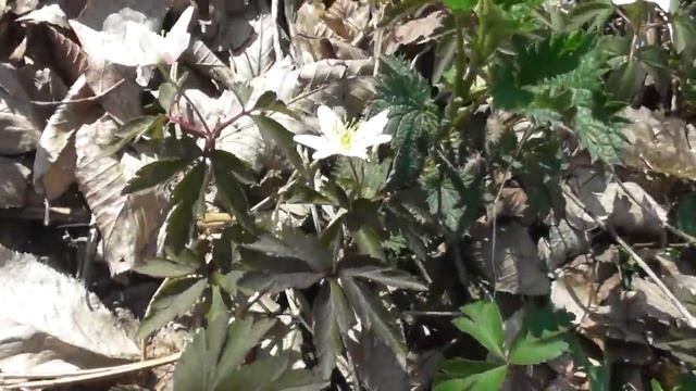 Anemone Nemorosa Is An Early Spring Flowering Plant In The Buttercup Family Ranunculaceae