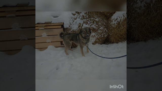 Мы тоже хотим быть домашними! смотреть онлайн