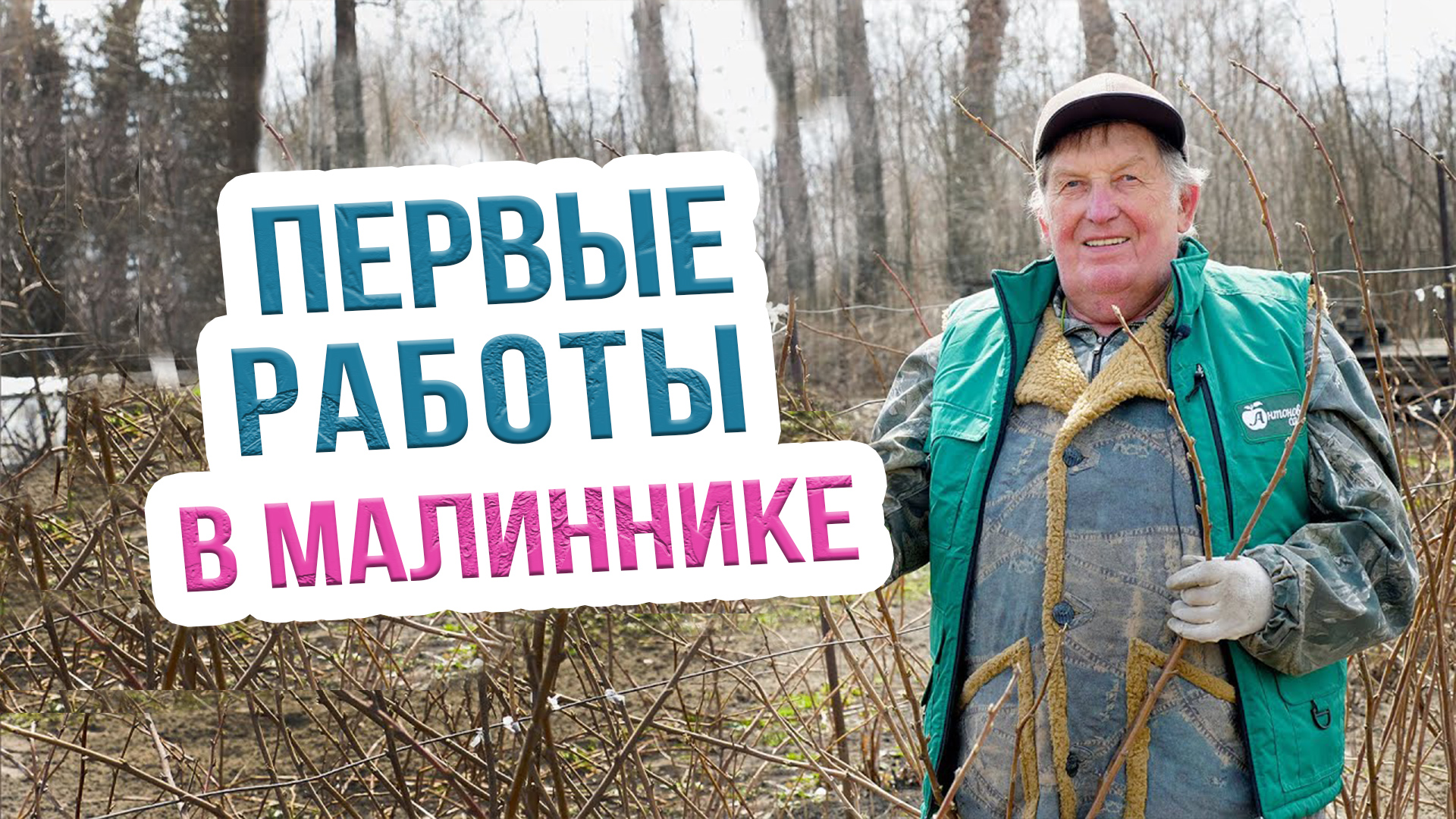 Подкормка, обрезка и подвязка малины весной. Двухцикличная технология выращивания малины смотреть онлайн