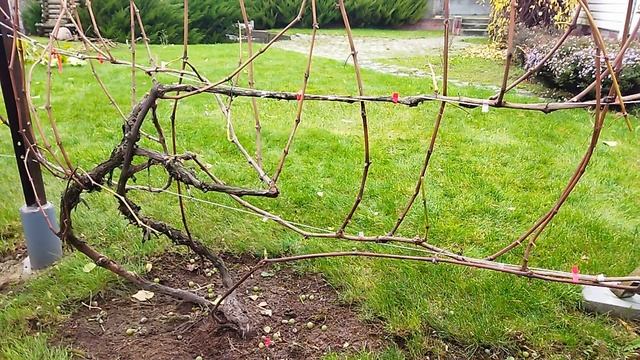 Омоложение старого куста винограда. 2 смотреть онлайн