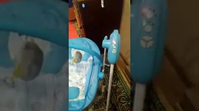 Качели-шезлонг Babyton Funny Time 2в1 электронные Blue SW 108 смотреть онлайн