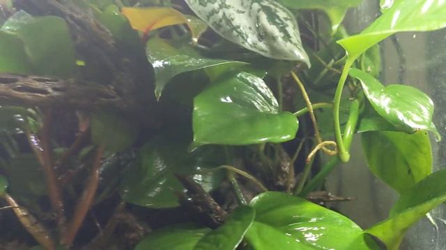 Clown Tree Frog Terrarium 2 смотреть онлайн