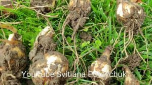 Уход за нарциссами после цветения, что делать с листьями, а также почему нарциссы не цветут. Видео