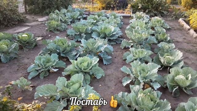 Капуста не будет трескалась и будет тугой! смотреть онлайн