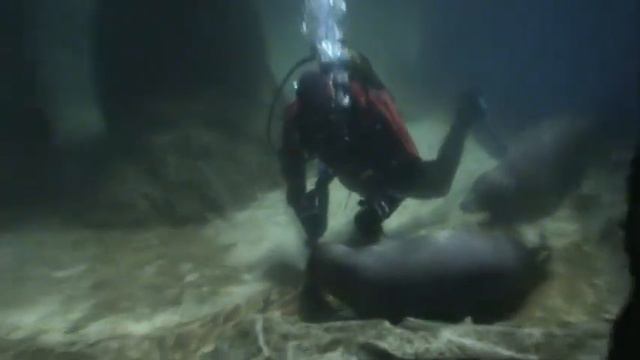 Водолаз/1 смотреть онлайн