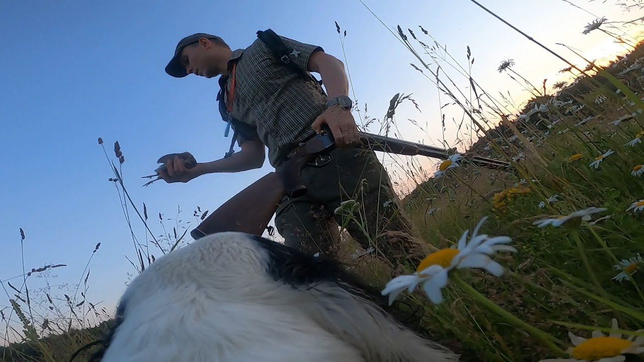 Охота на перепела глазами собаки. Русский охотничий спаниель смотреть онлайн