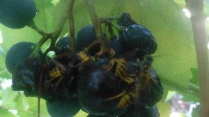 VID_20240903_080543.mp4