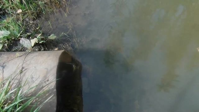 Речка Прямуха,левый приток р.Каменка. смотреть онлайн