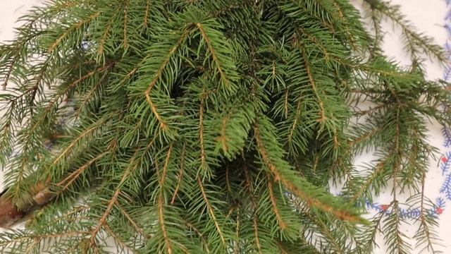 Ёлка и мандарины ?? Учимся с Лунтиком ?? Новая серия смотреть онлайн