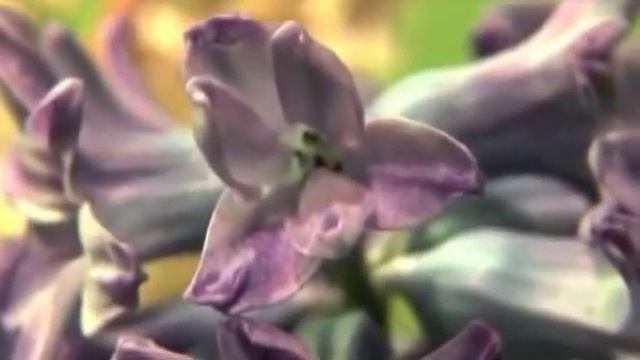 Ароматные гиацинты - любимые цветы английской королевы! смотреть онлайн